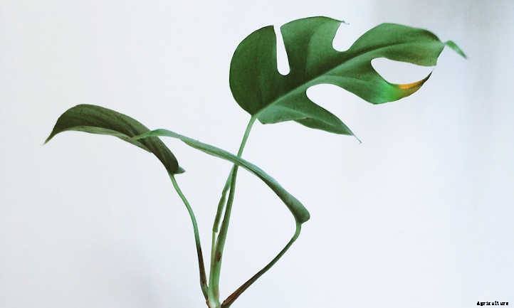 Rhaphidophora Tetrasperma: Split-Leafed Tropical Wonder