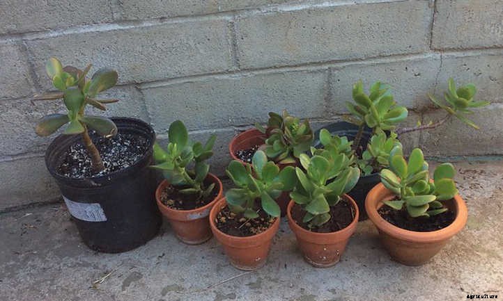 Jade Plant Propagation: How To Make Money Plants