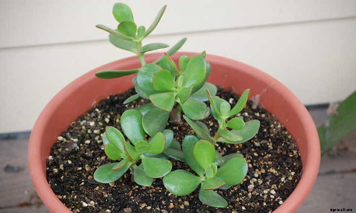 Jade Plant Propagation: How To Make Money Plants