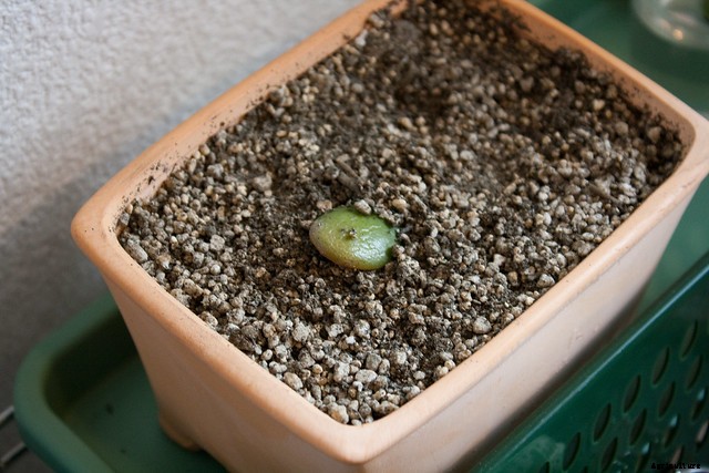 Jade Plant Propagation: How To Make Money Plants