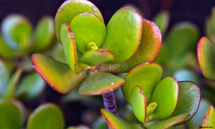 Jade Plant Pruning For Great Succulent Growth