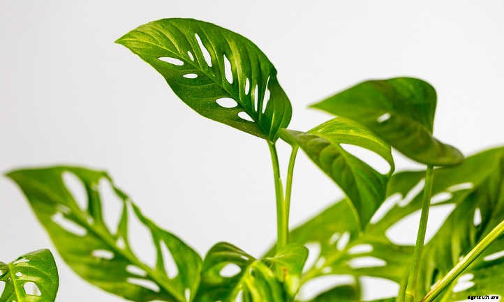 Monstera Adansonii: The Magnificent Monkey Mask Plant