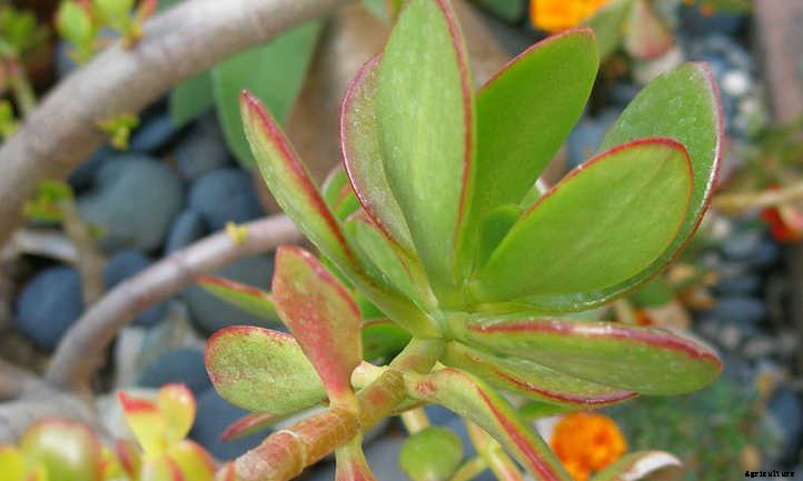 Jade Plant Pruning For Great Succulent Growth