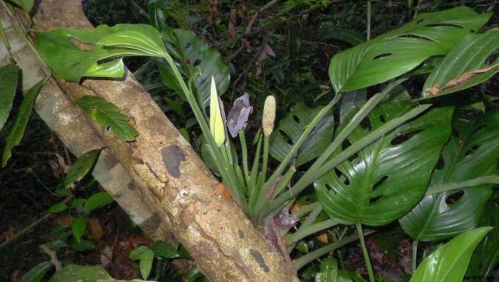 Monstera Adansonii: The Magnificent Monkey Mask Plant