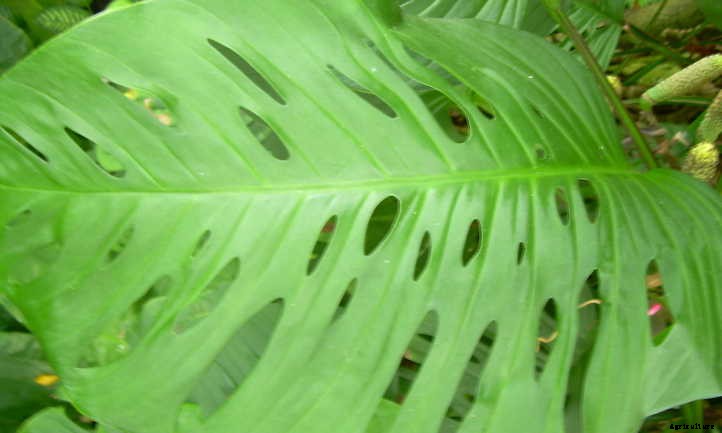 Monstera Adansonii: The Magnificent Monkey Mask Plant
