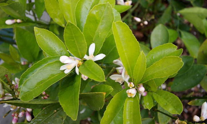 Meyer Lemon Tree Care: It’s Sweeter Than You Think!
