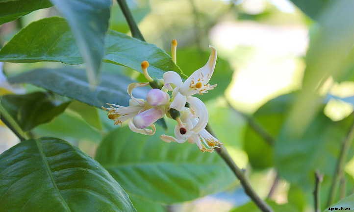 Meyer Lemon Tree Care: It’s Sweeter Than You Think!