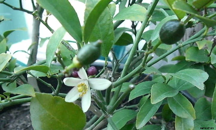 Meyer Lemon Tree Care: It’s Sweeter Than You Think!