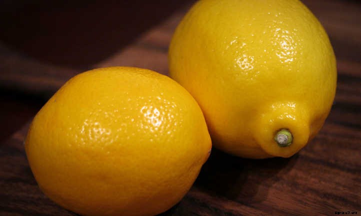 Meyer Lemon Tree Care: It’s Sweeter Than You Think!
