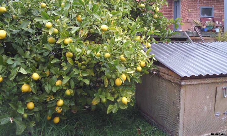 Meyer Lemon Tree Care: It’s Sweeter Than You Think!