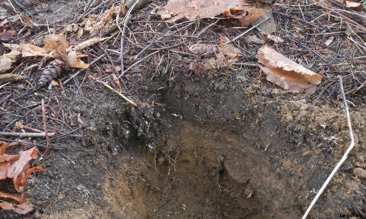 Improving Sandy Soil: Amending It Right