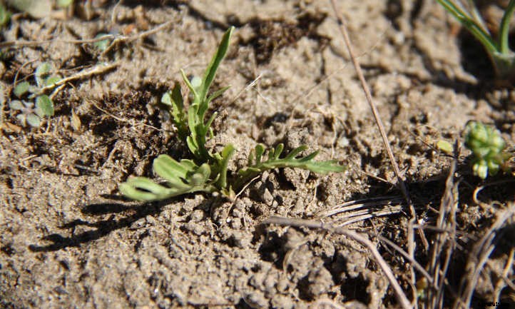 Improving Sandy Soil: Amending It Right