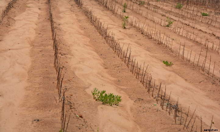 Improving Sandy Soil: Amending It Right