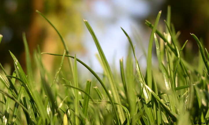 How to Use Grass Clippings In the Garden