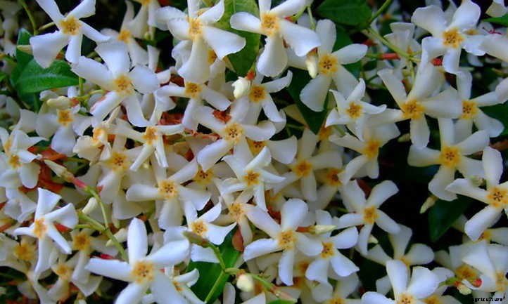 Star Jasmine: A Fragrant And Vigorous Climber
