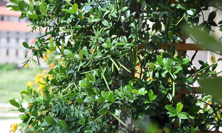 Star Jasmine: A Fragrant And Vigorous Climber