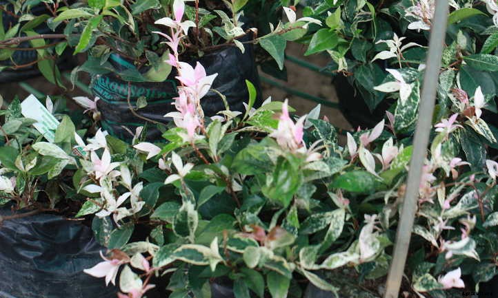 Star Jasmine: A Fragrant And Vigorous Climber