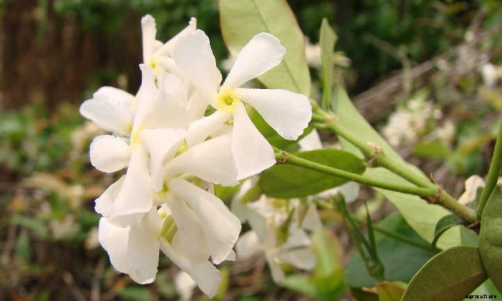 Star Jasmine: A Fragrant And Vigorous Climber