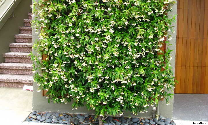 Star Jasmine: A Fragrant And Vigorous Climber