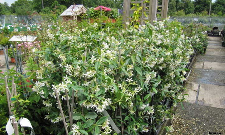 Star Jasmine: A Fragrant And Vigorous Climber