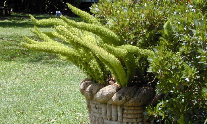Foxtail Fern: Growing This Sly Perennial
