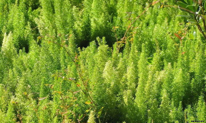 Foxtail Fern: Growing This Sly Perennial