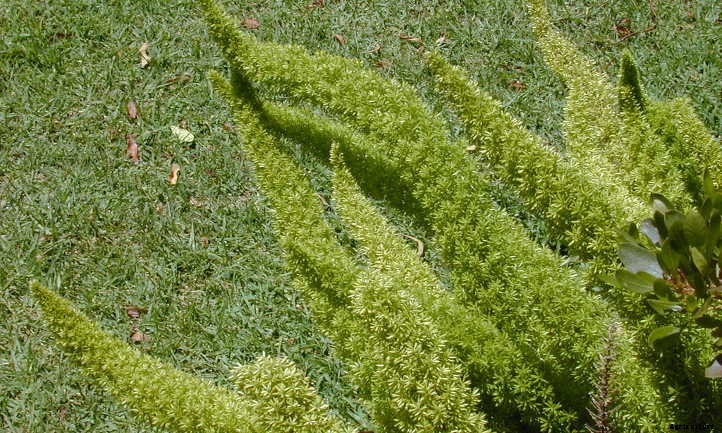 Foxtail Fern: Growing This Sly Perennial