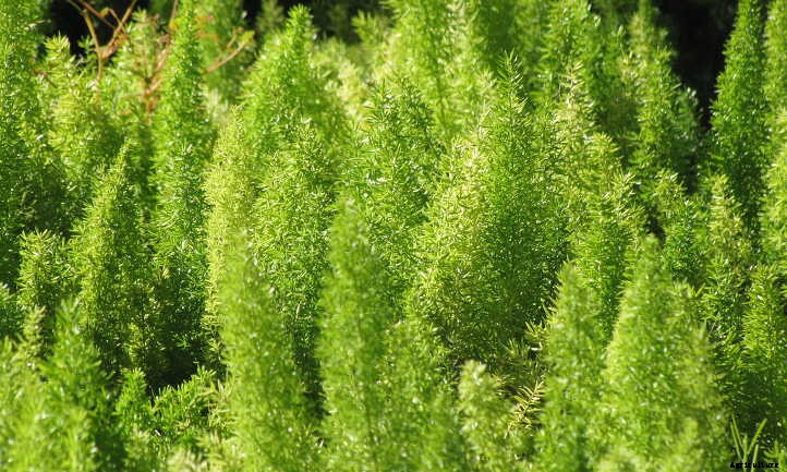 Foxtail Fern: Growing This Sly Perennial