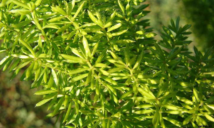 Foxtail Fern: Growing This Sly Perennial