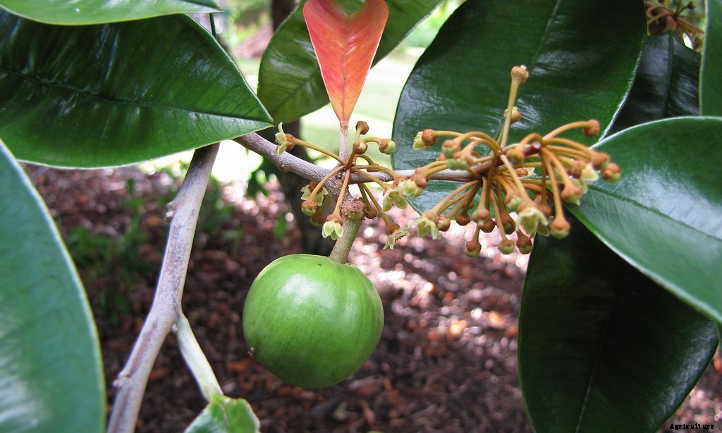 Growing Star Apple: A Fruit You’ve Never Heard Of