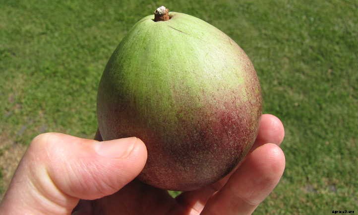 Growing Star Apple: A Fruit You’ve Never Heard Of