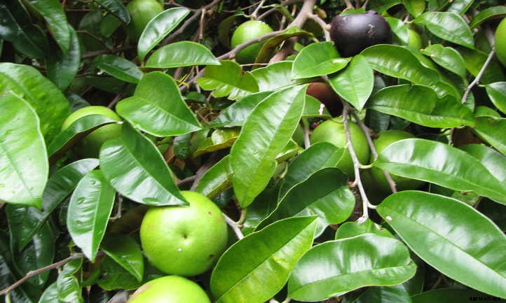 Growing Star Apple: A Fruit You’ve Never Heard Of