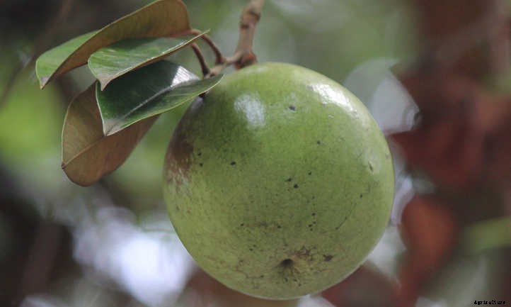 Growing Star Apple: A Fruit You’ve Never Heard Of
