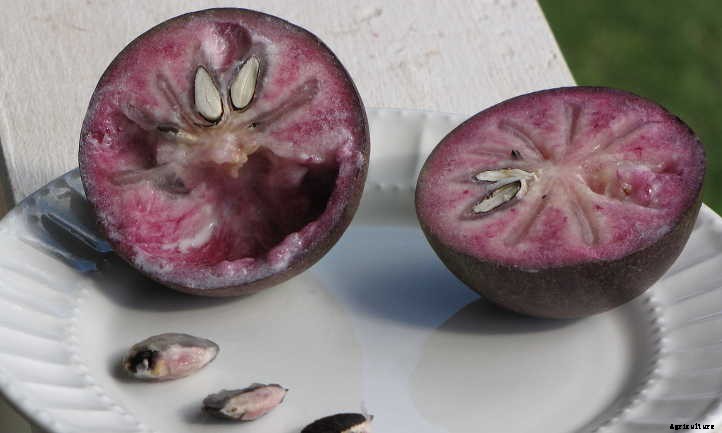 Growing Star Apple: A Fruit You’ve Never Heard Of