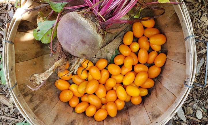 Kumquat Tree Care: How to Grow Kumquats