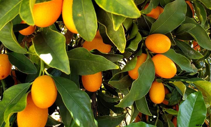 Kumquat Tree Care: How to Grow Kumquats