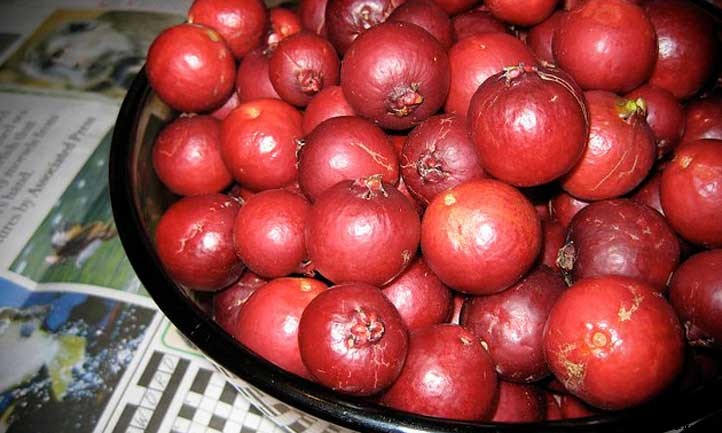 Strawberry Guava Tree: How to Grow Strawberry Guava