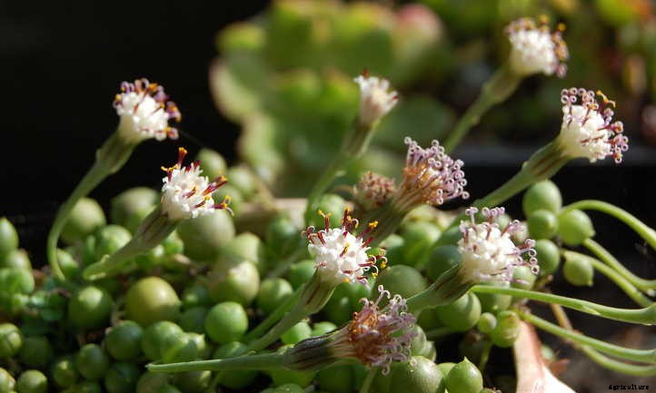 String of Pearls: Succulent Stems You’ll Love