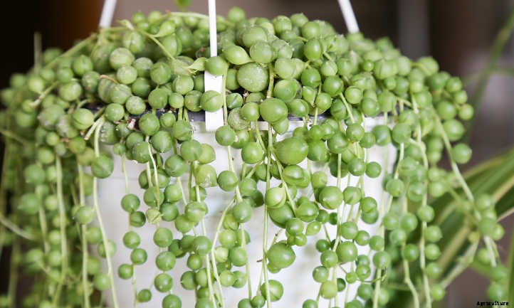 String of Pearls: Succulent Stems You’ll Love
