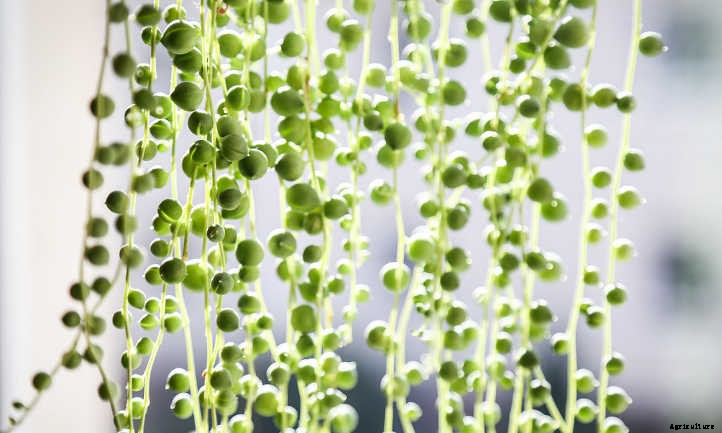 String of Pearls: Succulent Stems You’ll Love