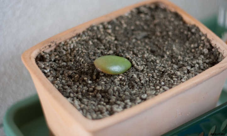 Cactus Soil: Everything You Need to Know