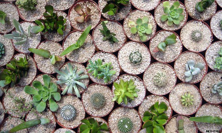 Cactus Soil: Everything You Need to Know