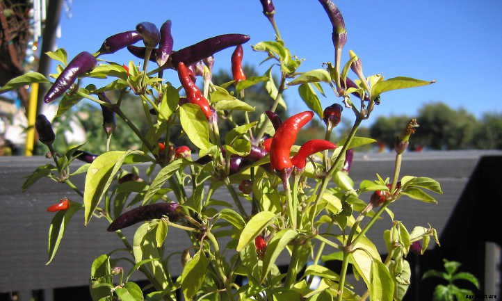 Overwintering Peppers: Extending Your Plant’s Life
