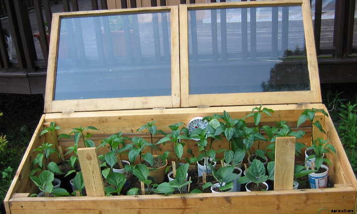 Overwintering Peppers: Extending Your Plant’s Life