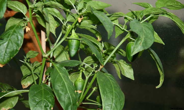Overwintering Peppers: Extending Your Plant’s Life