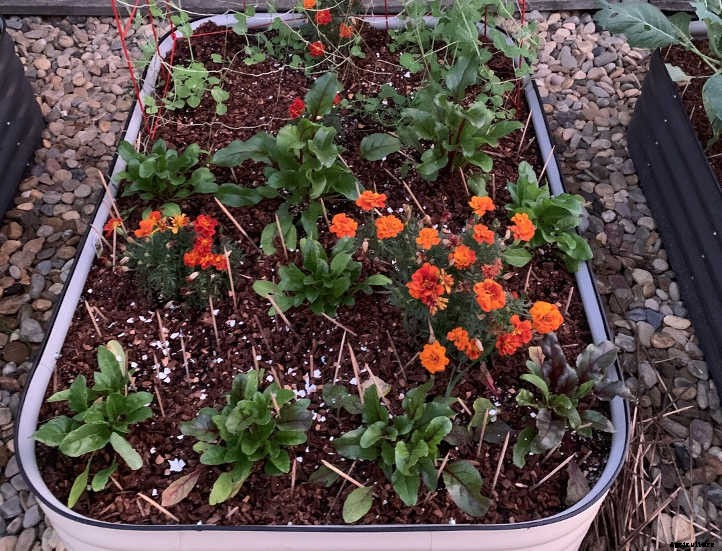 Are Galvanized Steel Garden Beds Safe?