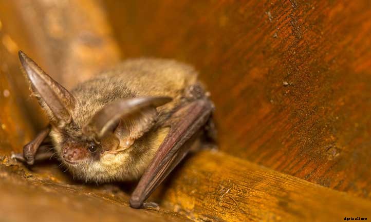 Using Bat Guano (Bat Dung) In Your Garden