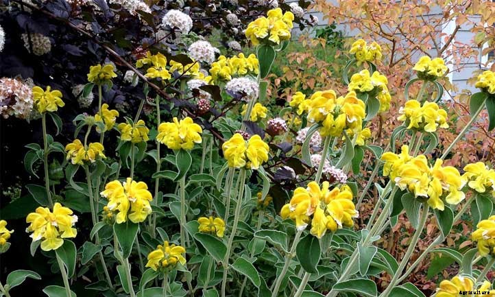 Phlomis Fruticosa Care: Growing Jerusalem Sage