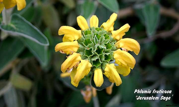 Phlomis Fruticosa Care: Growing Jerusalem Sage