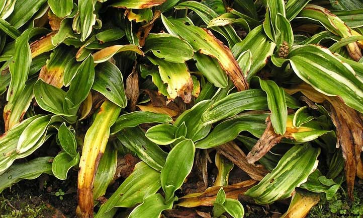 Rohdea Japonica Care: Growing Japanese Sacred Lily